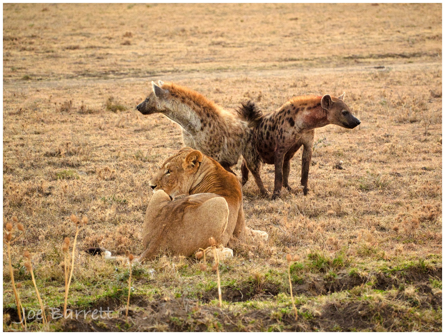  Hyenas after the lions kill.  