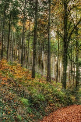 Berry Pomeroy Woods