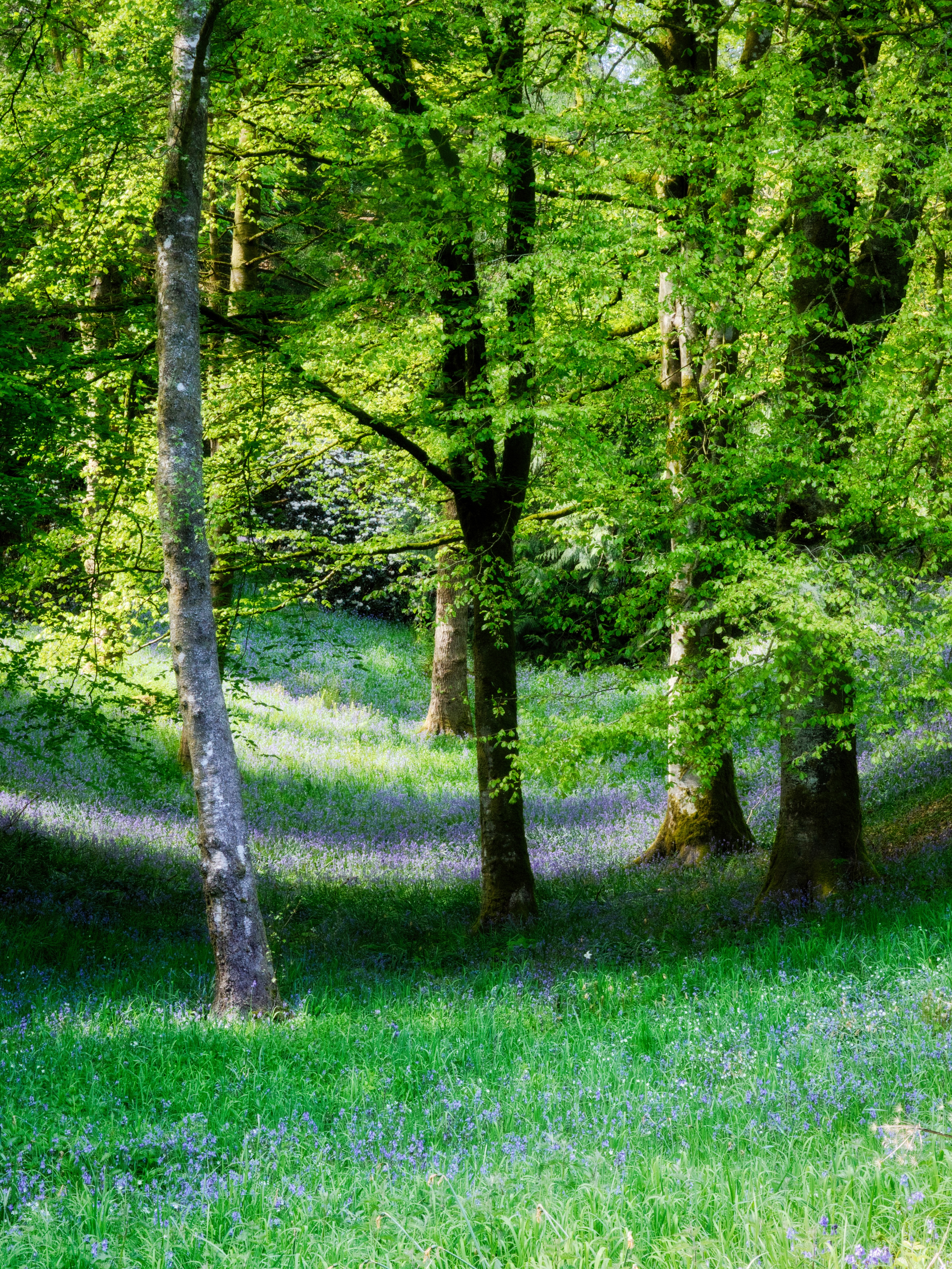 Dunlanrigg Castle Grounds